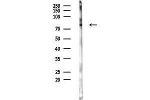 anti-Ubiquitin Specific Peptidase 51 (USP51) antibody