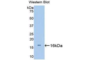 Western Blotting (WB) image for anti-Urocortin 3 (UCN3) (AA 24-149) antibody (ABIN1176009) (UCN3 anticorps  (AA 24-149))