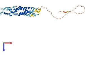 AlphaFold protein structure predicition of Mouse Recombinant Synpr Protein, UniprotID Q8BGN8