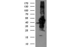 Western Blotting (WB) image for anti-NIF3 NGG1 Interacting Factor 3-Like 1 (NIF3L1) antibody (ABIN1496618) (NIF3L1 anticorps)