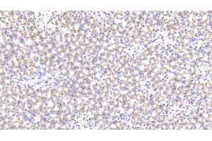 Detection of PRCP in Mouse Kidney Tissue using Polyclonal Antibody to Prolylcarboxypeptidase (PRCP)
