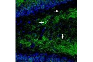 Expression of GluR1 in rat hippocampus - Immunohistochemical staining of perfusion-fixed frozen rat brain sections using Guinea pig Anti-GluR1 (GluA1) (extracellular) Antibody (ABIN7043224, ABIN7045369 and ABIN7045370), (1:400), followed by goat anti-guinea pig-Cy2 antibody (green).