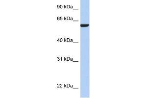 WB Suggested Anti-AMIGO3 Antibody Titration: 0. (AMIGO3 anticorps  (N-Term))