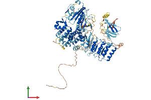 AlphaFold protein structure predicition of Mouse Recombinant Nlrp1b Protein, UniprotID Q2LKV2