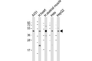 All lanes : Anti-TFDP2 Antibody (Center) at 1:2000 dilution Lane 1: A431 whole cell lysate Lane 2: human heart lysate Lane 3: human skeletal muscle whole cell lysate Lane 4: Hela whole cell lysate Lane 5: HepG2 whole cell lysate Lysates/proteins at 20 μg per lane. (DP2 anticorps  (AA 175-208))