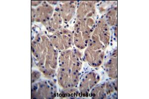 POLR1B Antibody (N-term) (ABIN656426 and ABIN2845718) immunohistochemistry analysis in formalin fixed and paraffin embedded human stomach tissue followed by peroxidase conjugation of the secondary antibody and DAB staining. (POLR1B anticorps  (N-Term))
