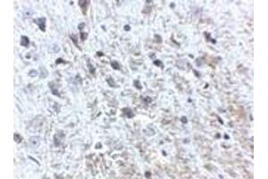 Immunohistochemistry of APP in mouse brain tissue with APP antibody at 2. (APP anticorps  (N-Term))