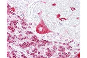 Anti-PURA antibody IHC of human brain, cerebellum.