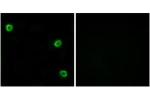 Immunofluorescence analysis of LOVO cells, using OR51Q1 Antibody. (OR51Q1 anticorps  (AA 268-317))