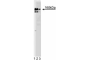 Western blot analysis of DSIF on a HeLa lysate. (CG7626 Gene Product From Transcript CG7626-RA (SPT5) (AA 866-985) anticorps)