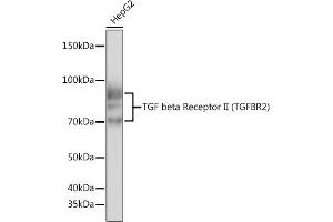 Western blot analysis of extracts of HepG2 cells, using TGF beta Receptor II (TGFBR2) (TGFBR2) antibody (ABIN7270914) at 1:500 dilution.