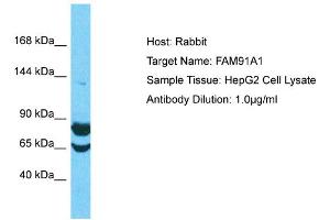 Host: Rabbit Target Name: FAM91A1 Sample Type: HepG2 Whole Cell lysates Antibody Dilution: 1.