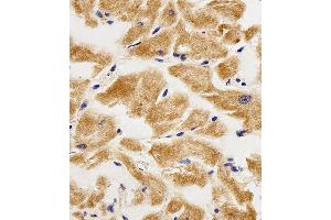 Immunohistochemical analysis of paraffin-embedded H.