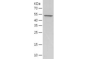 Western Blotting (WB) image for Bone Morphogenetic Protein 15 (BMP15) (AA 137-387) protein (His-IF2DI Tag) (ABIN7122010)