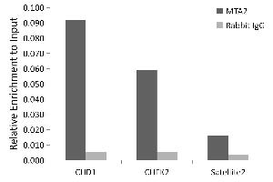 Chromatin immunoprecipitation analysis of extracts of HeLa cells, using MT antibody (243) and rabbit IgG. (MTA2 anticorps  (AA 60-180))