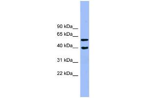 WB Suggested Anti-ALLC Antibody Titration: 0. (Allantoicase anticorps  (N-Term))