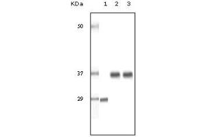 Western Blotting (WB) image for anti-Steroid Receptor RNA Activator 1 (SRA1) (truncated) antibody (ABIN2464107)