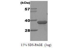 SDS-PAGE (SDS) image for Geminin, DNA Replication Inhibitor (GMNN) protein (His tag) (ABIN667697)