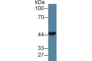 Western Blot; Sample: Porcine Skeletal muscle lysate; Primary Ab: 1µg/ml Rabbit Anti-Human CLEC11A Antibody Second Ab: 0.