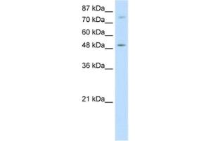 Western Blotting (WB) image for anti-Forkhead Box B1 (FOXB1) antibody (ABIN2461826) (FOXB1 anticorps)