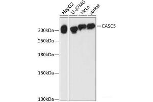 Western blot analysis of extracts of various cell lines using CASC5 Polyclonal Antibody at dilution of 1:3000. (CASC5 anticorps)