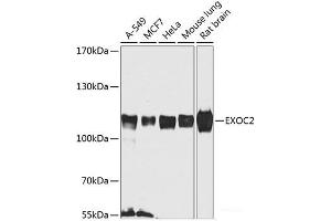 Western blot analysis of extracts of various cell lines using EXOC2 Polyclonal Antibody at dilution of 1:1000. (EXOC2 anticorps)