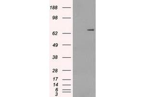 Image no. 2 for anti-P450 (Cytochrome) Oxidoreductase (POR) antibody (ABIN1497748) (POR anticorps)
