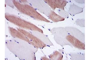 Immunohistochemical analysis of paraffin-embedded human striated muscle tissues using LMNA mouse mAb with DAB staining. (Lamin A/C anticorps)