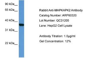WB Suggested Anti-MAPKAPK2  Antibody Titration: 0. (MAPKAP Kinase 2 anticorps  (Middle Region))
