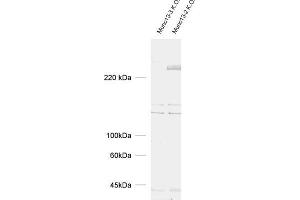 dilution: 1 : 1000, sample: brain homogenate from Munc13-2 and Munc13-3 K. (UNC13C anticorps  (AA 22-332))