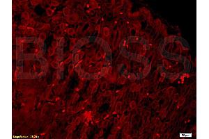 Formalin-fixed and paraffin embedded mouse stomach tissue labeled with Anti- PHOSPHO-PI3KCA(TYR317) Polyclonal Antibody, Unconjugated (ABIN711521) at 1:200 followed by conjugation to the secondary antibody Goat Anti-Rabbit IgG, PE conjugated used at 1:200 dilution for 40 minutes at 37 °C and DAPI staining