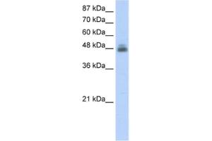 Western Blotting (WB) image for anti-RNA Binding Motif, Single Stranded Interacting Protein 1 (RBMS1) antibody (ABIN2462134) (RBMS1 anticorps)