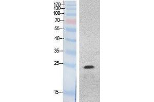 Western Blotting (WB) image for anti-High Mobility Group Box 1 (HMGB1) (Internal Region) antibody (ABIN3181052)