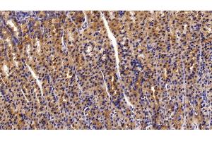 Detection of TFF2 in Rat Stomach Tissue using Polyclonal Antibody to Trefoil Factor 2 (TFF2)
