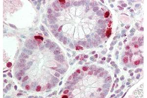 Rabbit Anti-RAPGEF2 antibody  Formalin Fixed Paraffin Embedded Tissue: Human Small Intestine Primary antibody Concentration: 1:100 Secondary Antibody: Donkey anti-Rabbit-Cy3 Secondary Antibody Concentration: 1:200 Magnification: 20x Exposure Time: 0.