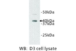 Image no. 1 for anti-Interleukin 1 Receptor-Like 1 (IL1RL1) antibody (ABIN1112898) (IL1RL1 anticorps)