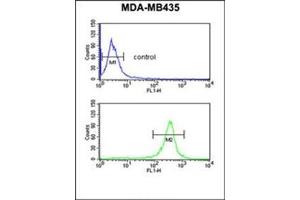 Flow cytometric analysis of MDA-MB435 cells using EXTL3 Antibody (N-term) Cat. (EXTL3 anticorps  (N-Term))