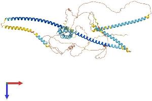 AlphaFold protein structure predicition of Human Recombinant CCPG1 Protein, UniprotID Q9ULG6