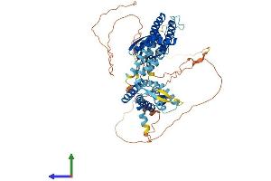 AlphaFold protein structure predicition of Human Recombinant KCNC2 Protein, UniprotID Q96PR1