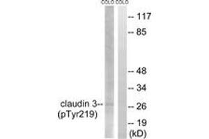 Western blot analysis of extracts from COLO205 cells treated with EGF 200ng/ml 30', using Claudin 3 (Phospho-Tyr219) Antibody. (Claudin 3 anticorps  (pTyr219))