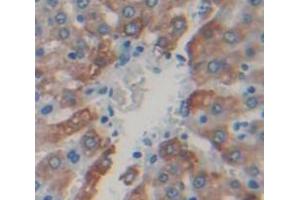 IHC-P analysis of Rat Tissue, with DAB staining. (Lactoferrin anticorps  (AA 64-193))