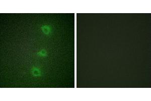 Peptide - +Immunofluorescence analysis of HUVEC cells, using B-RAF antibody.