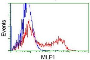 Image no. 2 for anti-Myeloid Leukemia Factor 1 (MLF1) antibody (ABIN1499497) (MLF1 anticorps)