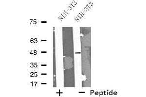 Western blot analysis of extracts from NIH-3T3 cells, using FOXD4 antibody. (FOXD4 anticorps  (Internal Region))
