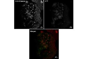 Immunofluorescence (IF) image for anti-Sarcolemma Associated Protein (SLMAP) (N-Term) antibody (ABIN7273027) (SLMAP anticorps  (N-Term))