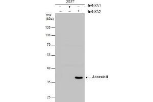 WB Image Annexin II antibody detects Annexin II protein by western blot analysis.