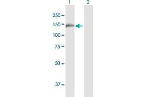 Western Blot analysis of FNDC3A expression in transfected 293T cell line by FNDC3A MaxPab polyclonal antibody.