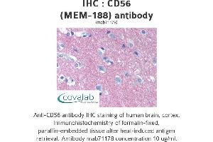 Image no. 1 for anti-Neural Cell Adhesion Molecule 1 (NCAM1) antibody (ABIN1724016) (CD56 anticorps)