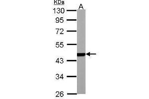 WB Image PSMC5 antibody detects PSMC5 protein by Western blot analysis.