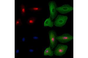 anti-Carcinoembryonic Antigen-Related Cell Adhesion Molecule 19 (CEACAM19) (Internal Region) antibody